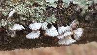 Schizophyllum commune image