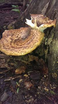 Polyporus squamosus image