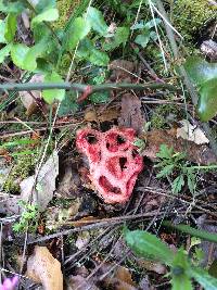 Clathrus ruber image