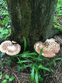 Polyporus squamosus image