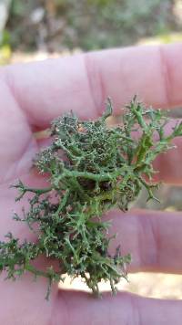 Cladonia furcata image