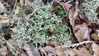 Cladonia furcata image