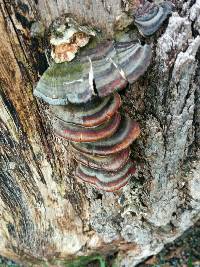 Trametes versicolor image