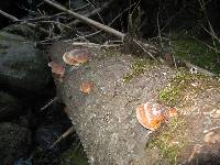 Fomitopsis pinicola image