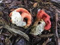 Clathrus ruber image