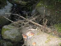 Fomitopsis pinicola image