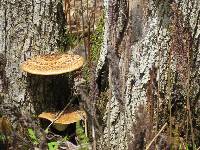 Polyporus squamosus image