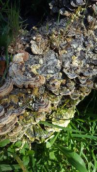 Trametes versicolor image