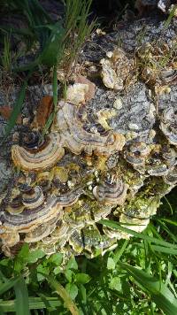 Trametes versicolor image