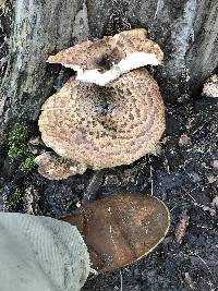 Polyporus squamosus image