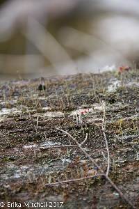 Cladonia macilenta image