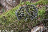 Peltigera canina image