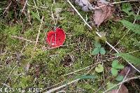 Sarcoscypha coccinea image