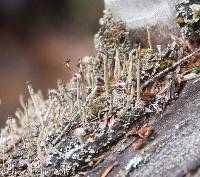 Cladonia rei image