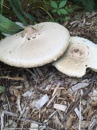 Chlorophyllum molybdites image