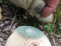 Chlorophyllum molybdites image