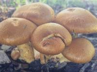 Gymnopilus junonius image