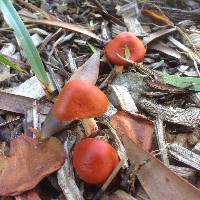 Leratiomyces ceres image