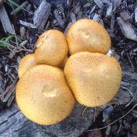 Gymnopilus junonius image