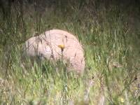 Calvatia booniana image