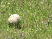 Calvatia booniana image