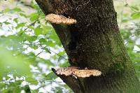 Polyporus squamosus image