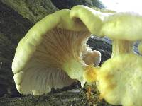 Pleurotus ostreatus image