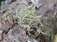 Usnea hirta image