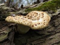 Polyporus squamosus image