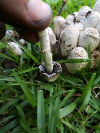 Coprinus comatus image