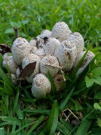 Coprinus comatus image