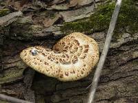 Polyporus squamosus image