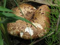 Polyporus squamosus image