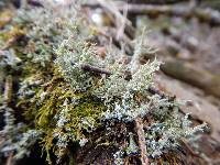 Cladonia squamosa image