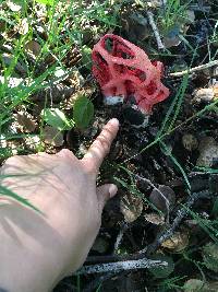 Clathrus ruber image