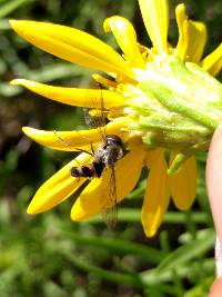 Entomophthora muscae image