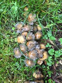 Coprinellus micaceus image