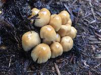 Coprinellus micaceus image