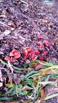 Leratiomyces ceres image