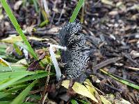 Coprinopsis lagopus image