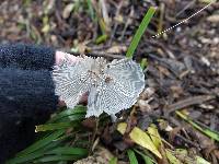 Coprinopsis lagopus image