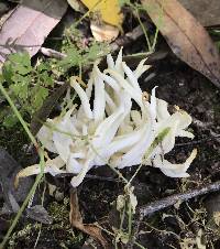 Clavaria fragilis image