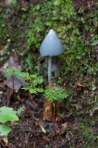 Entoloma hochstetteri image