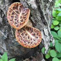 Polyporus squamosus image