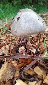 Volvariella gloiocephala image