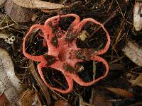 Clathrus archeri image