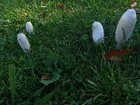 Coprinus comatus image