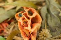 Clathrus ruber image