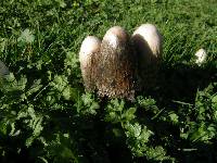 Coprinus comatus image