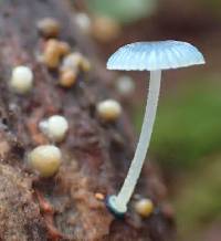 Mycena interrupta image